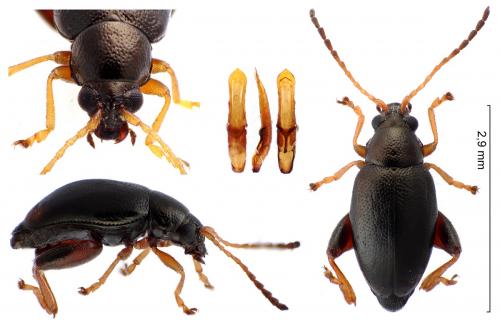 Réf. 240 322 : Longitarsus anchusae